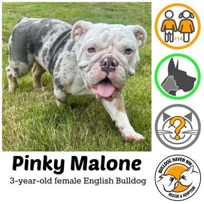 Enlarge PINKY MALONE - pending, a ADOPTABLE English Bulldog in Bonney Lake, WA image 1/3