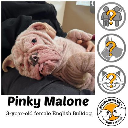 Enlarge PINKY MALONE , a ADOPTABLE English Bulldog in Bonney Lake, WA image 1/3
