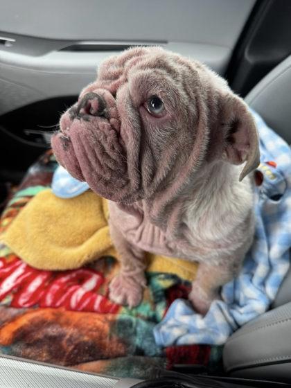 Enlarge PINKY MALONE , a ADOPTABLE English Bulldog in Bonney Lake, WA image 3/3