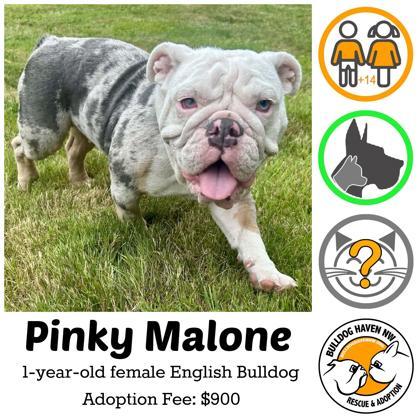 Enlarge PINKY MALONE - pending, a Adopted English Bulldog in Bonney Lake, WA image 1/3