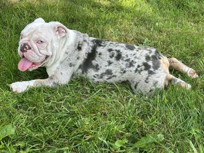 Enlarge PINKY MALONE - pending, a ADOPTABLE English Bulldog in Bonney Lake, WA image 3/3