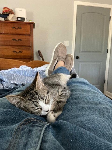 Enlarge Busy, a Adopted mixed breed in Frisco, TX image 1/3