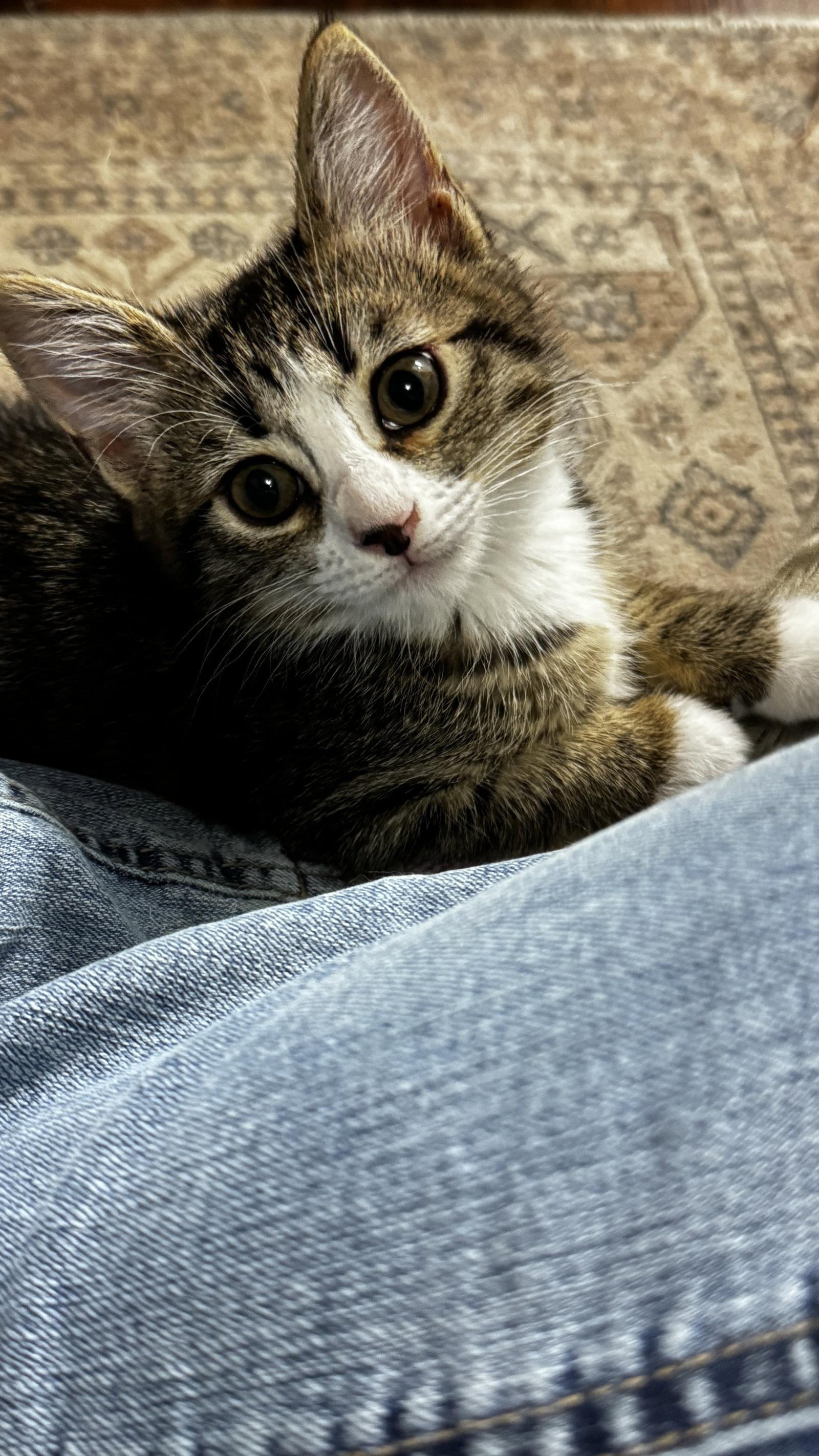 Enlarge Busy, a Adopted mixed breed in Frisco, TX image 3/3