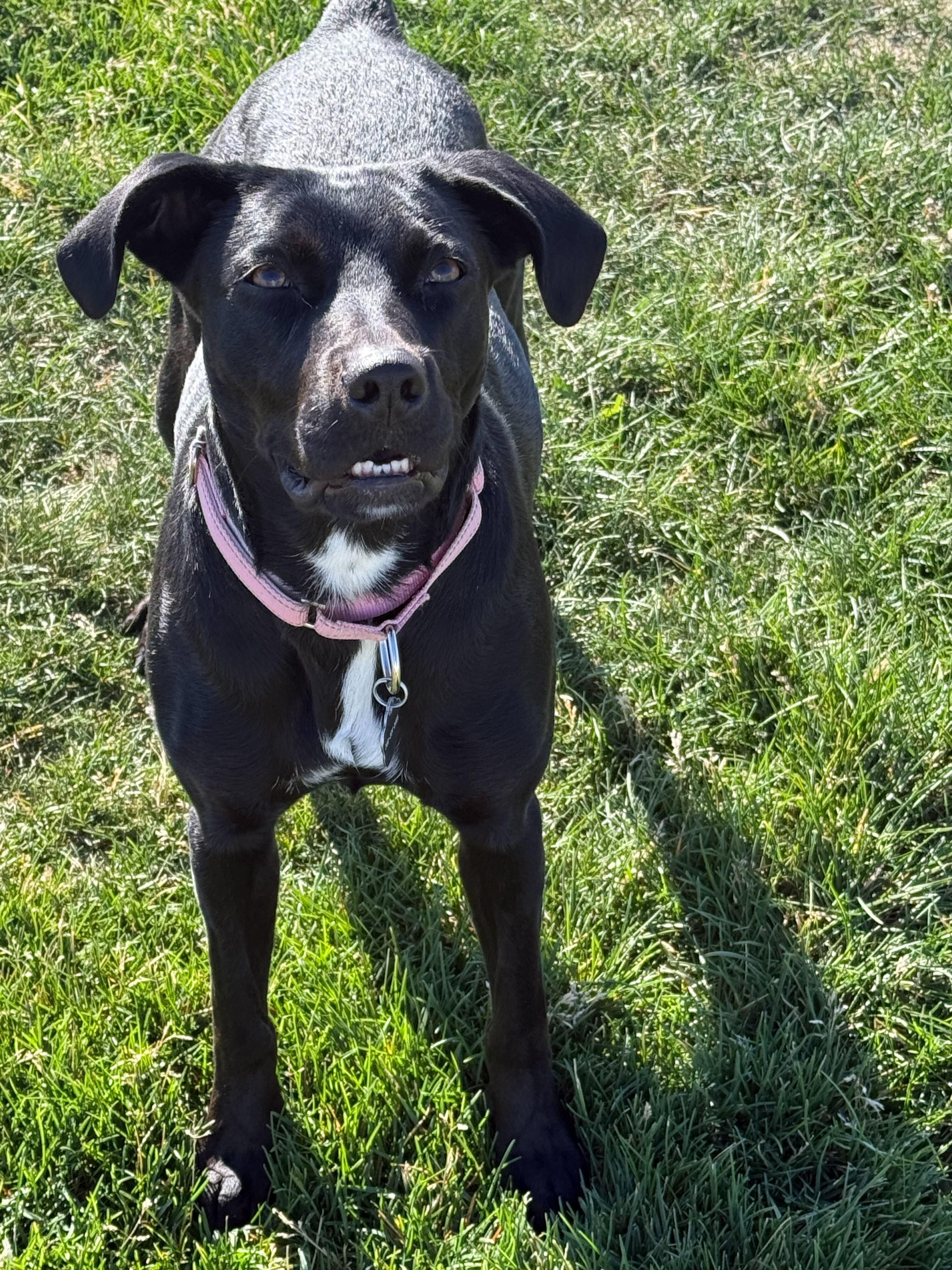 Darcy, an adoptable Black Labrador Retriever in Driggs, ID, 83422 | Photo Image 1