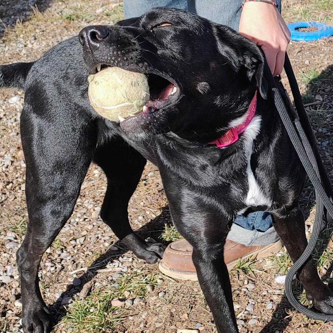 Darcy, a Adoptable mixed breed in Driggs, ID image 2/4