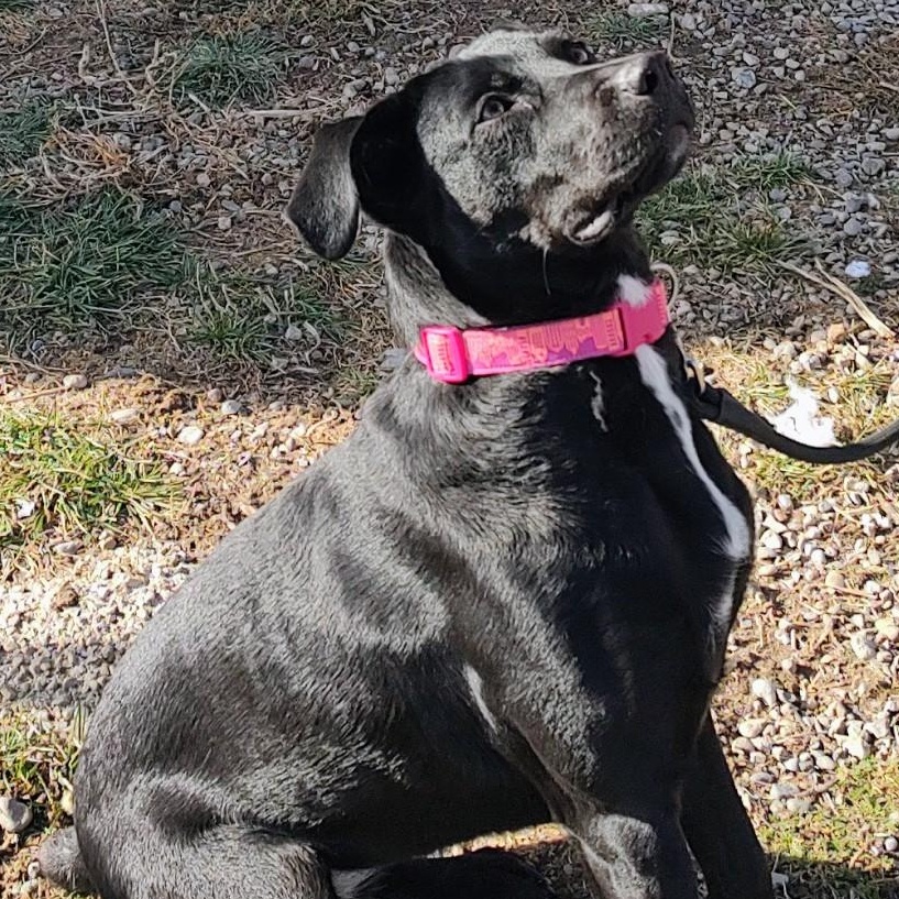 Darcy, a Adoptable mixed breed in Driggs, ID image 3/4