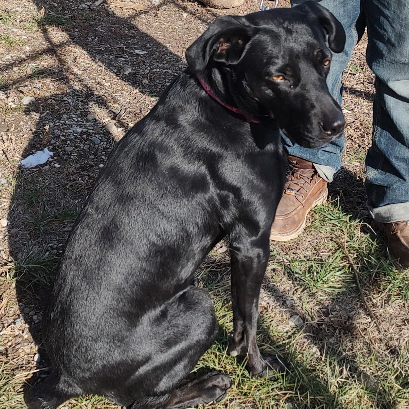 Darcy, a Adoptable mixed breed in Driggs, ID image 4/4