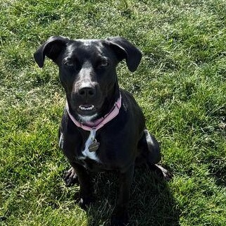 Darcy, an adoptable Black Labrador Retriever in Driggs, ID, 83422 | Photo Image 2