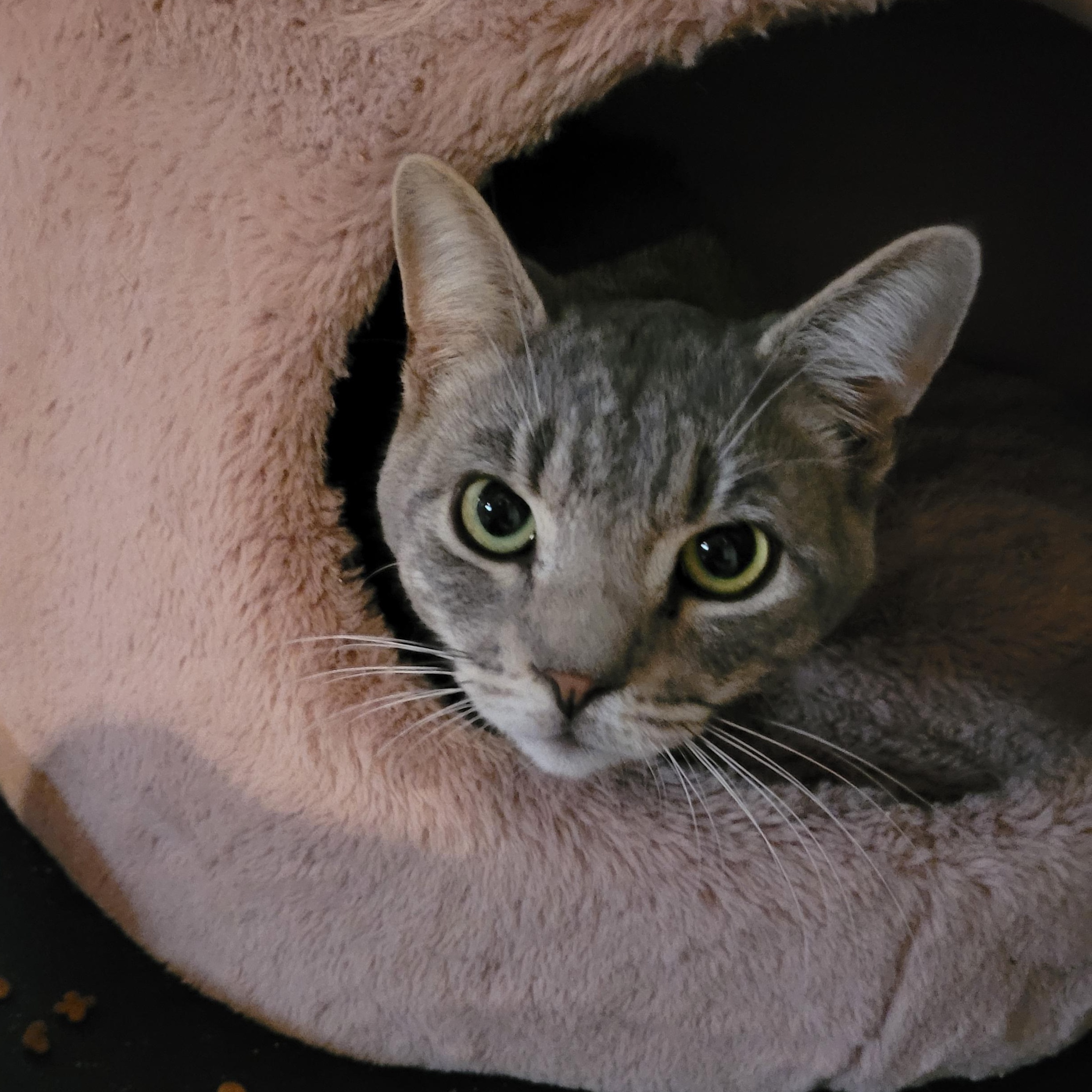 Enlarge Troy (m) 2yrs old Silver tabby, a ADOPTABLE Domestic Short Hair in Ottawa, ON image 6/6
