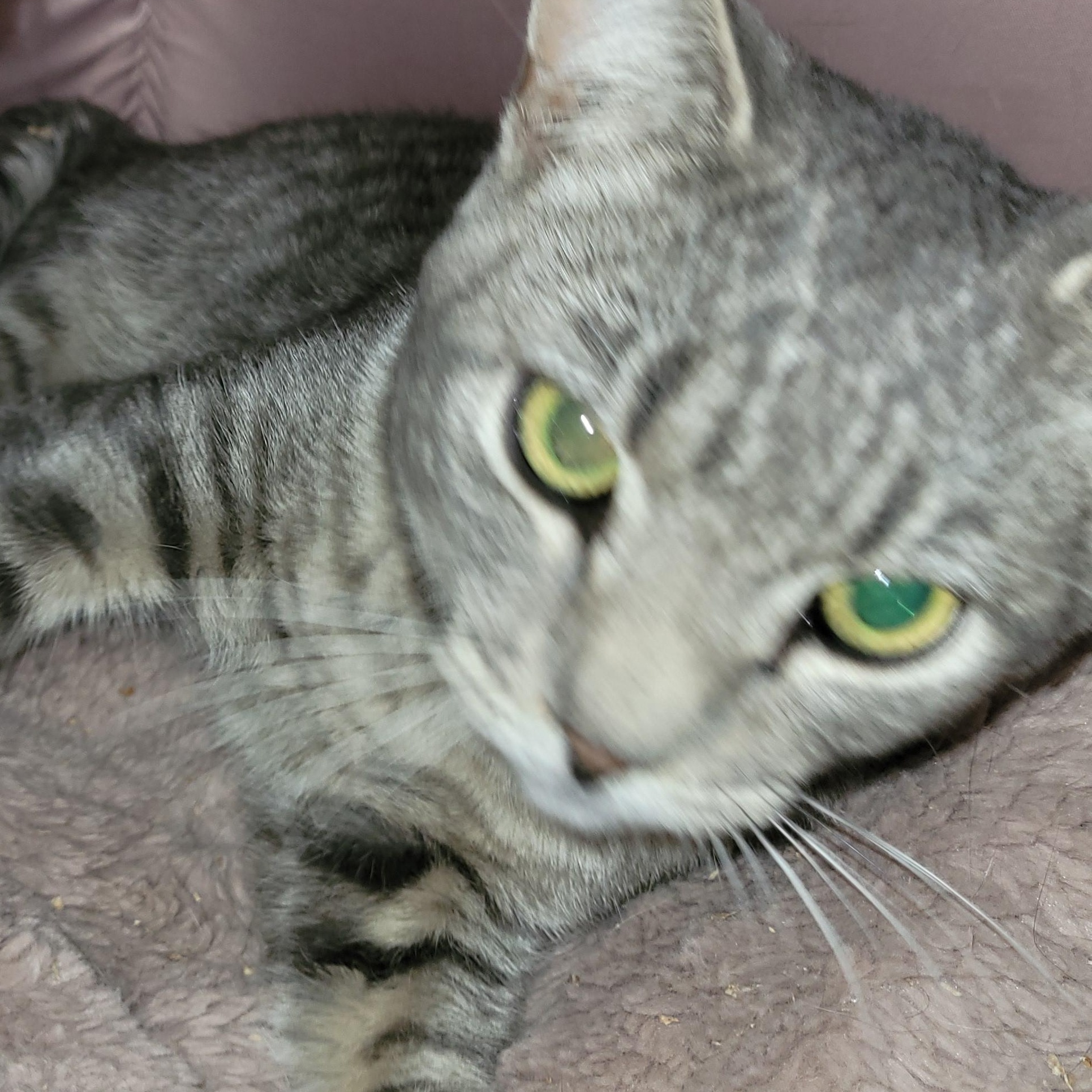 Enlarge Troy (m) 2yrs old Silver tabby, a ADOPTABLE Domestic Short Hair in Ottawa, ON image 5/6