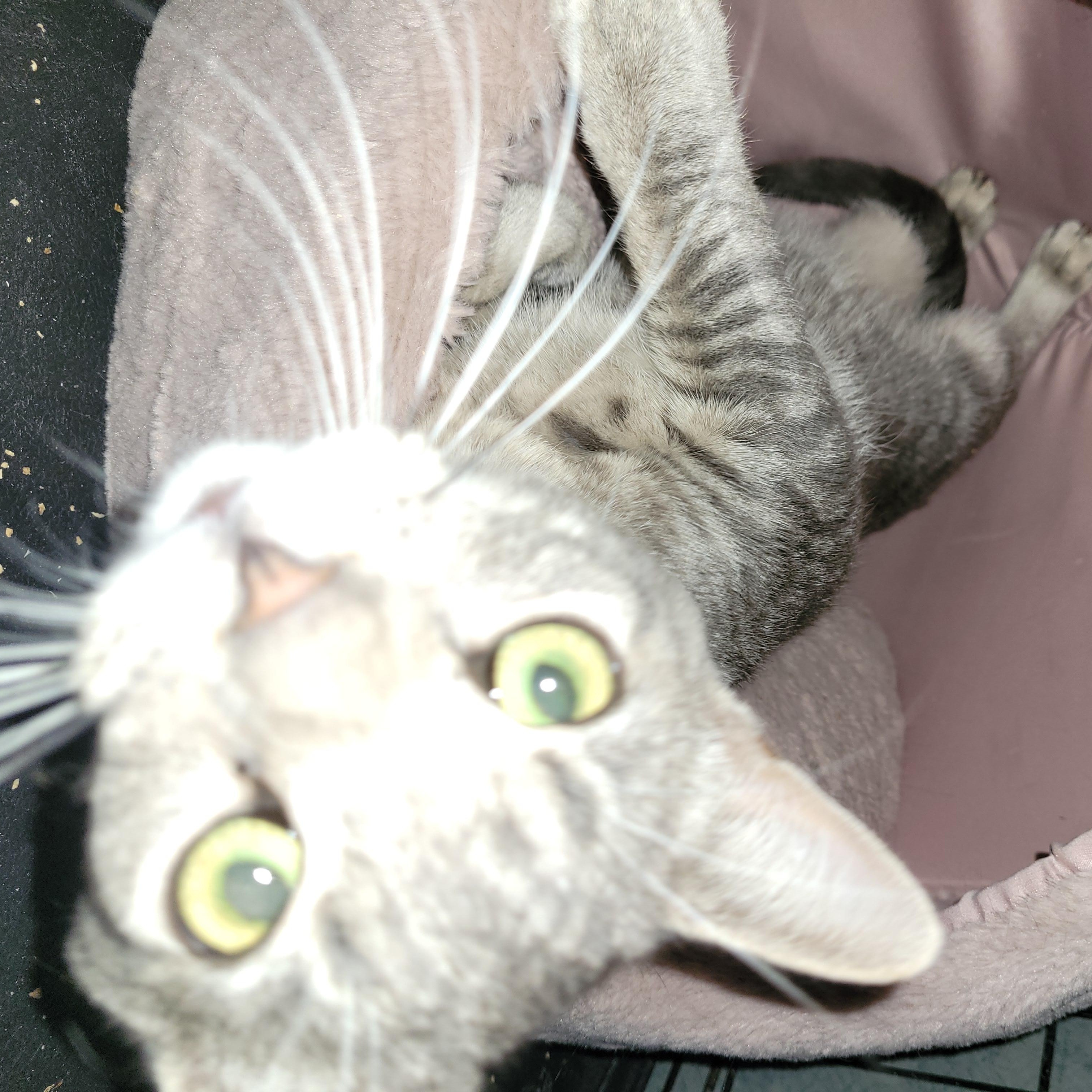 Enlarge Troy (m) 2yrs old Silver tabby, a ADOPTABLE Domestic Short Hair in Ottawa, ON image 2/6