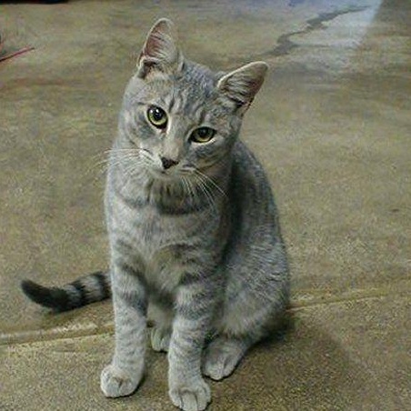 Troy (m) 2yrs old Silver tabby, ADOPTABLE, Adult Male Domestic Short Hair.