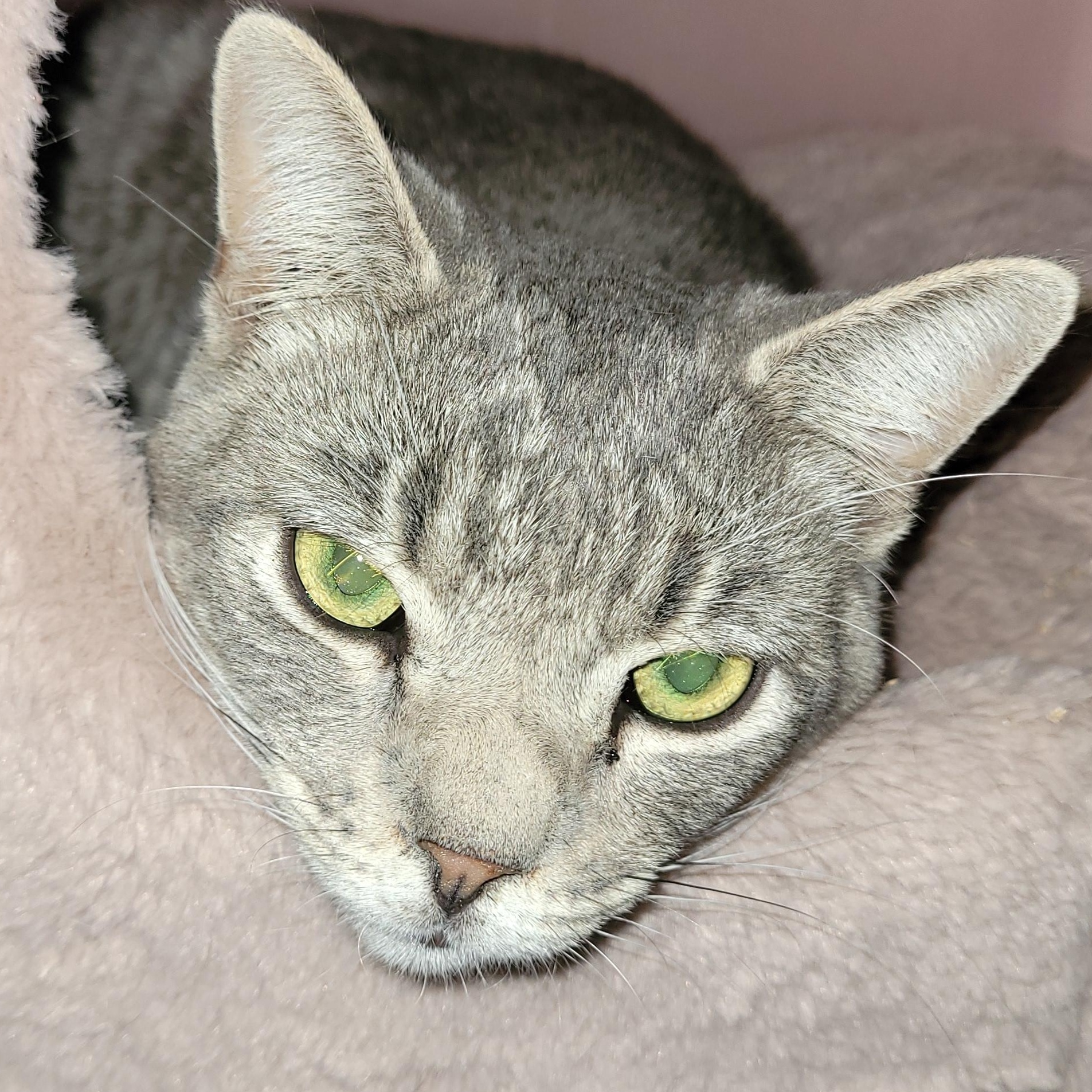 Enlarge Troy (m) 2yrs old Silver tabby, a ADOPTABLE Domestic Short Hair in Ottawa, ON image 4/6