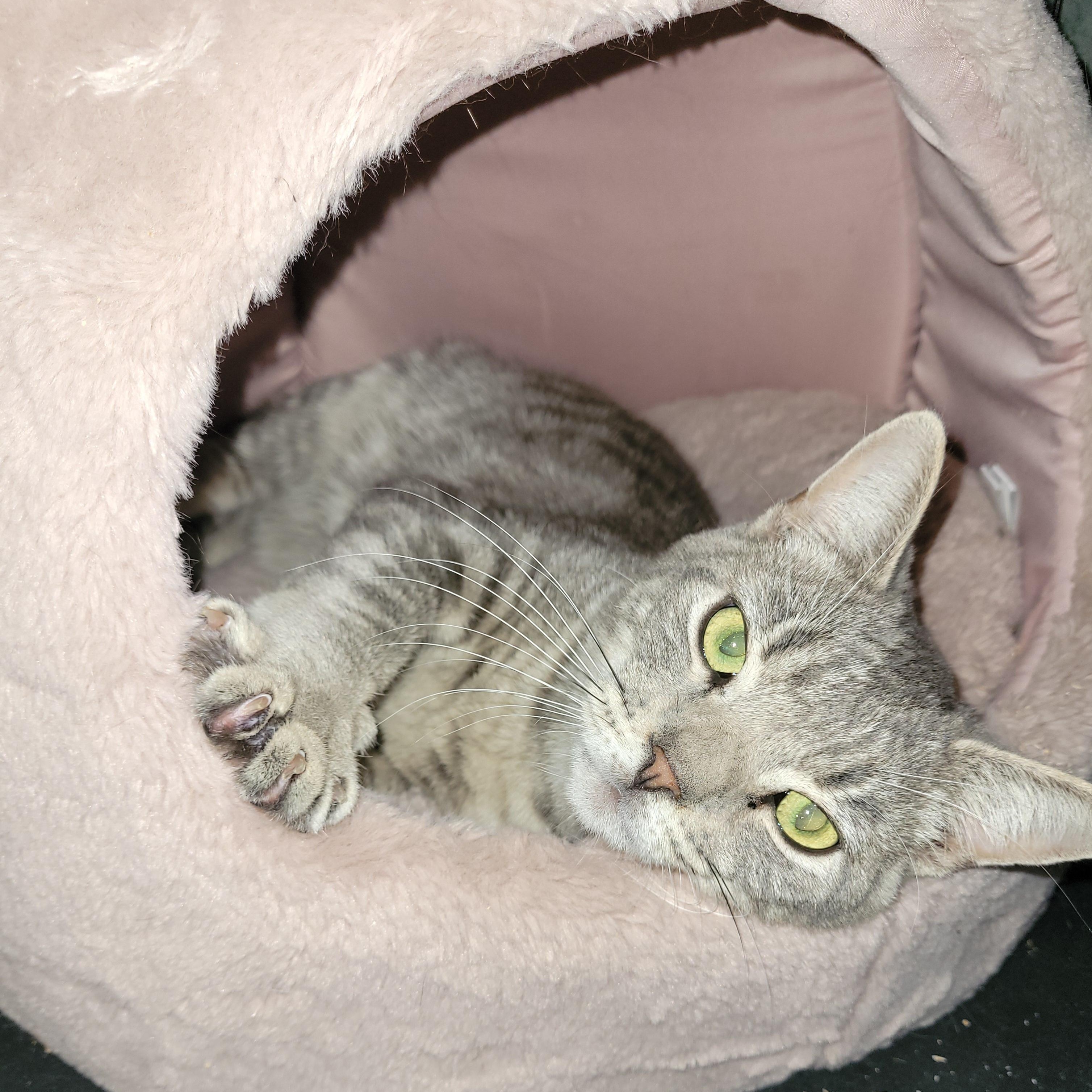 Enlarge Troy (m) 2yrs old Silver tabby, a ADOPTABLE Domestic Short Hair in Ottawa, ON image 3/6