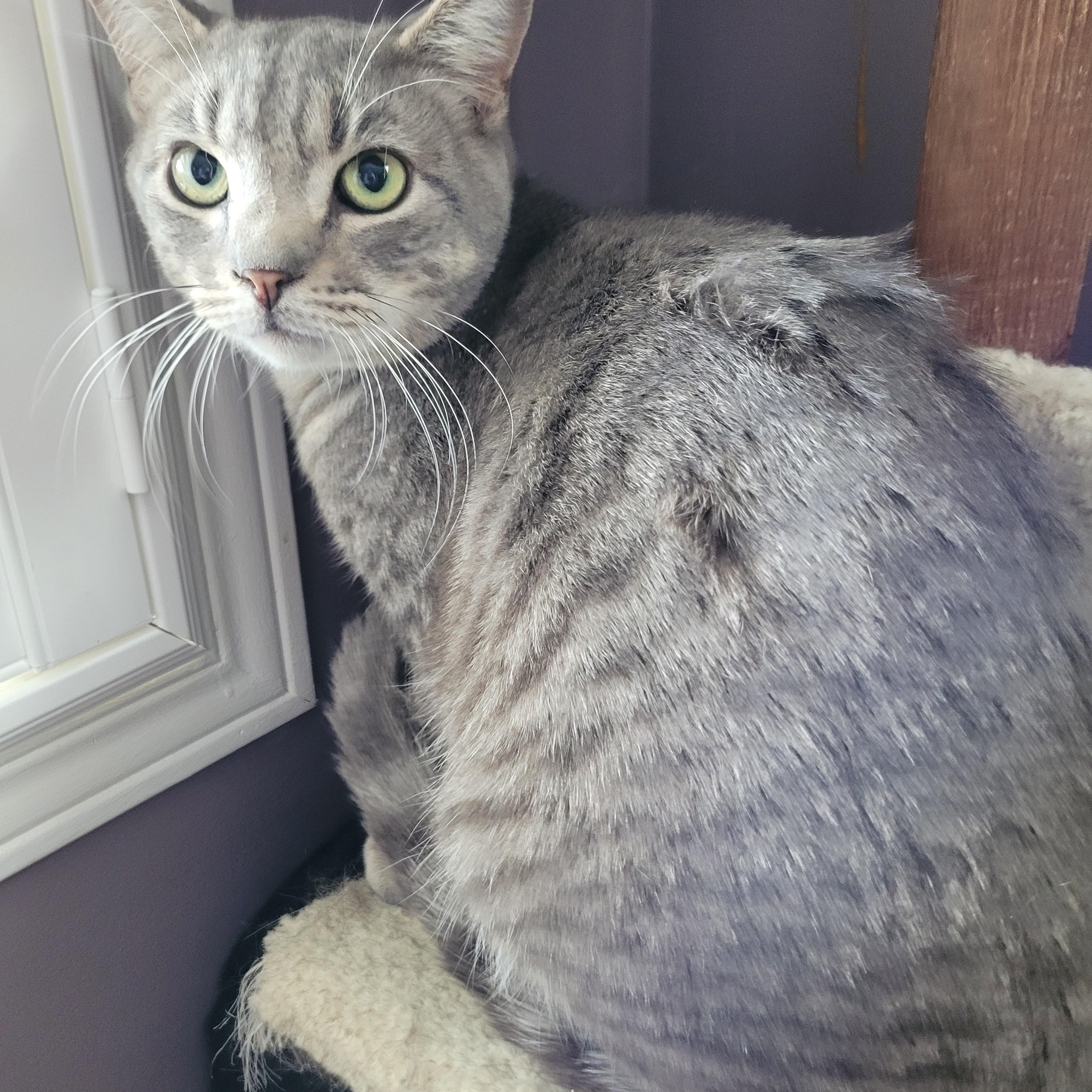 Troy (m) 2yrs old Silver tabby, a ADOPTABLE Domestic Short Hair in Ottawa, ON image 5/6