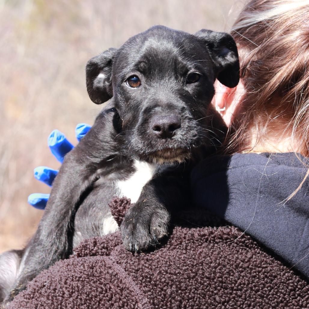 Enlarge CT Mags, a Adoptable mixed breed in Eastford, CT image 1/6