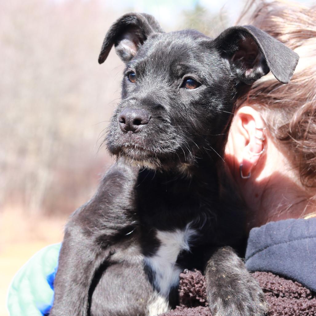 Enlarge CT Mags, a Adoptable mixed breed in Eastford, CT image 4/6