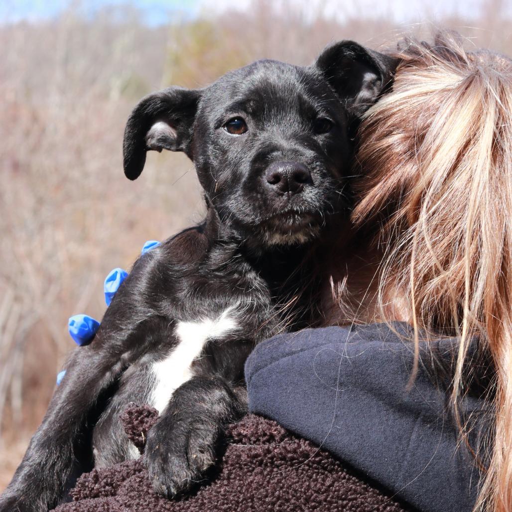 Enlarge CT Mags, a Adoptable mixed breed in Eastford, CT image 5/6