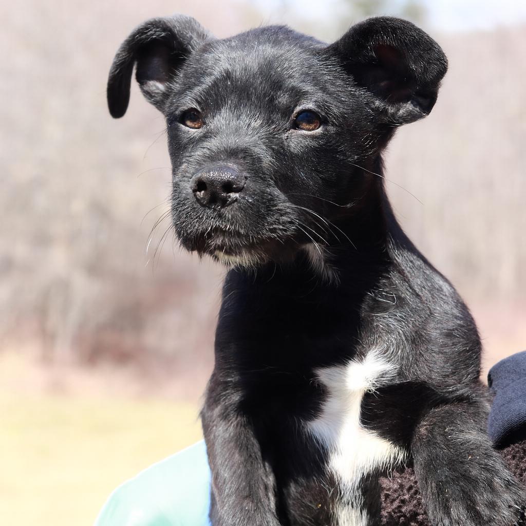 Enlarge CT Mags, a Adoptable mixed breed in Eastford, CT image 6/6