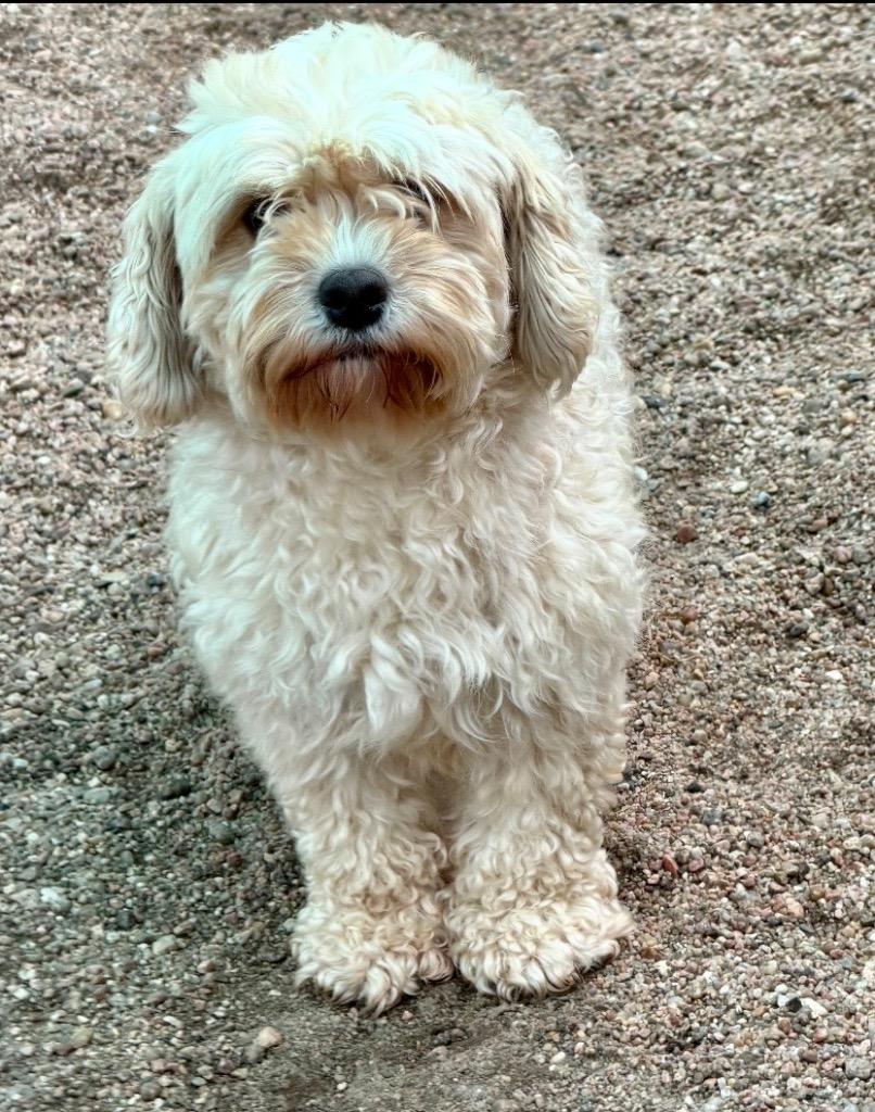 Roxie, Adoptable, Young Female Bichon Frise & Cavalier King Charles Spaniel.