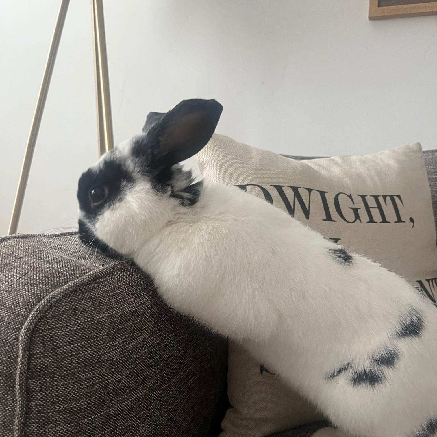 Enlarge Moose, a ADOPTABLE English Spot in Salt Lake City, UT image 3/5