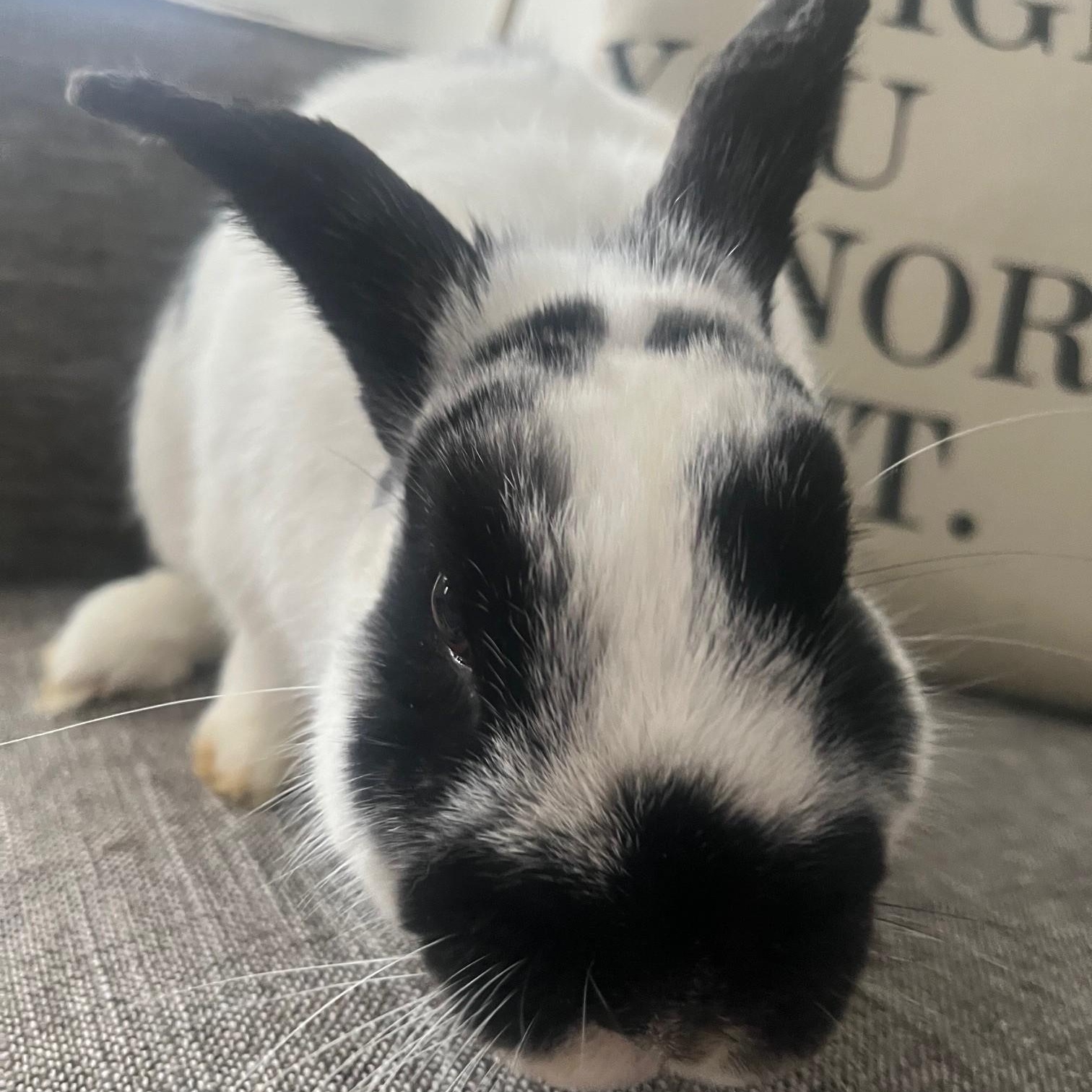 Enlarge Moose, a ADOPTABLE English Spot in Salt Lake City, UT image 4/5