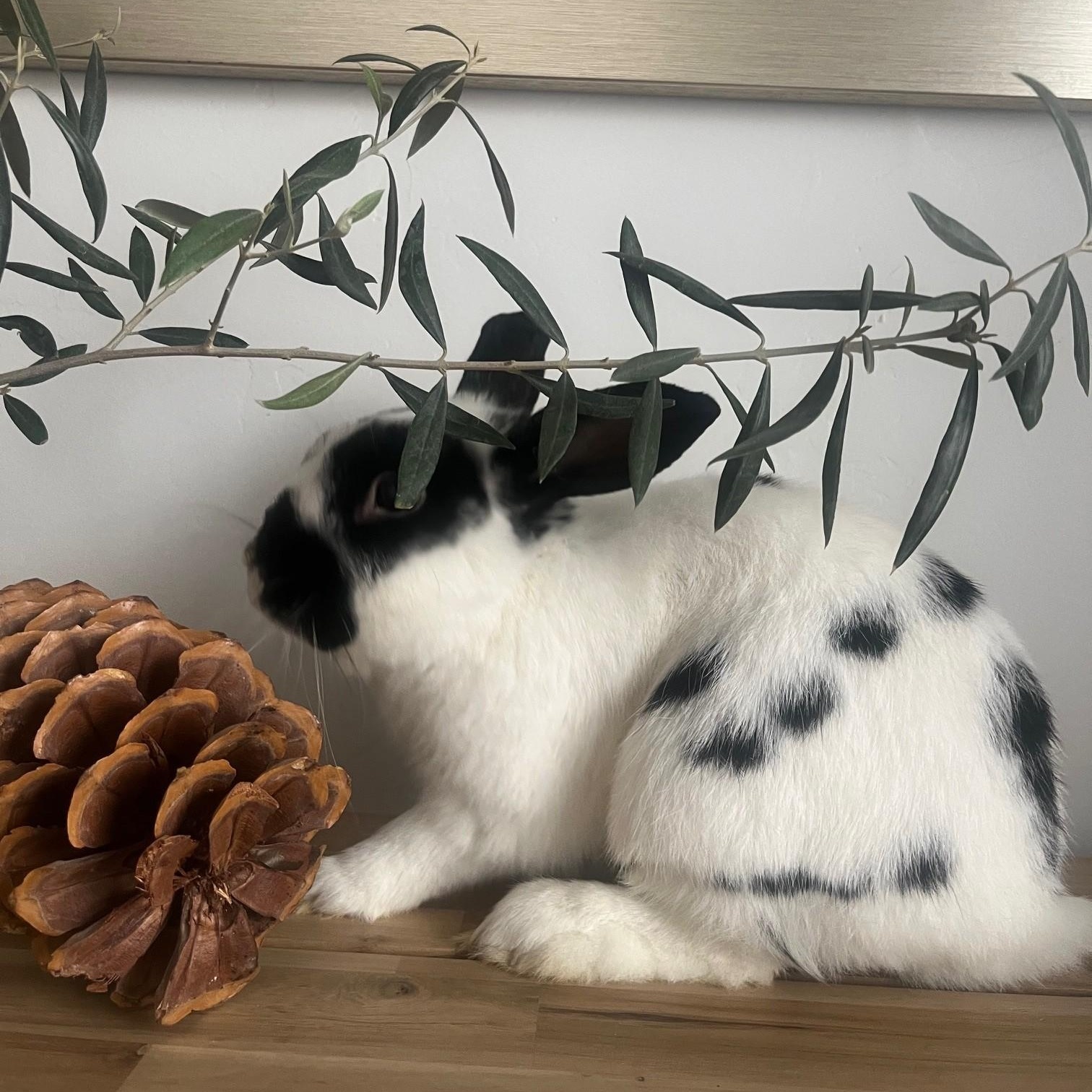 Enlarge Moose, a ADOPTABLE English Spot in Salt Lake City, UT image 5/5