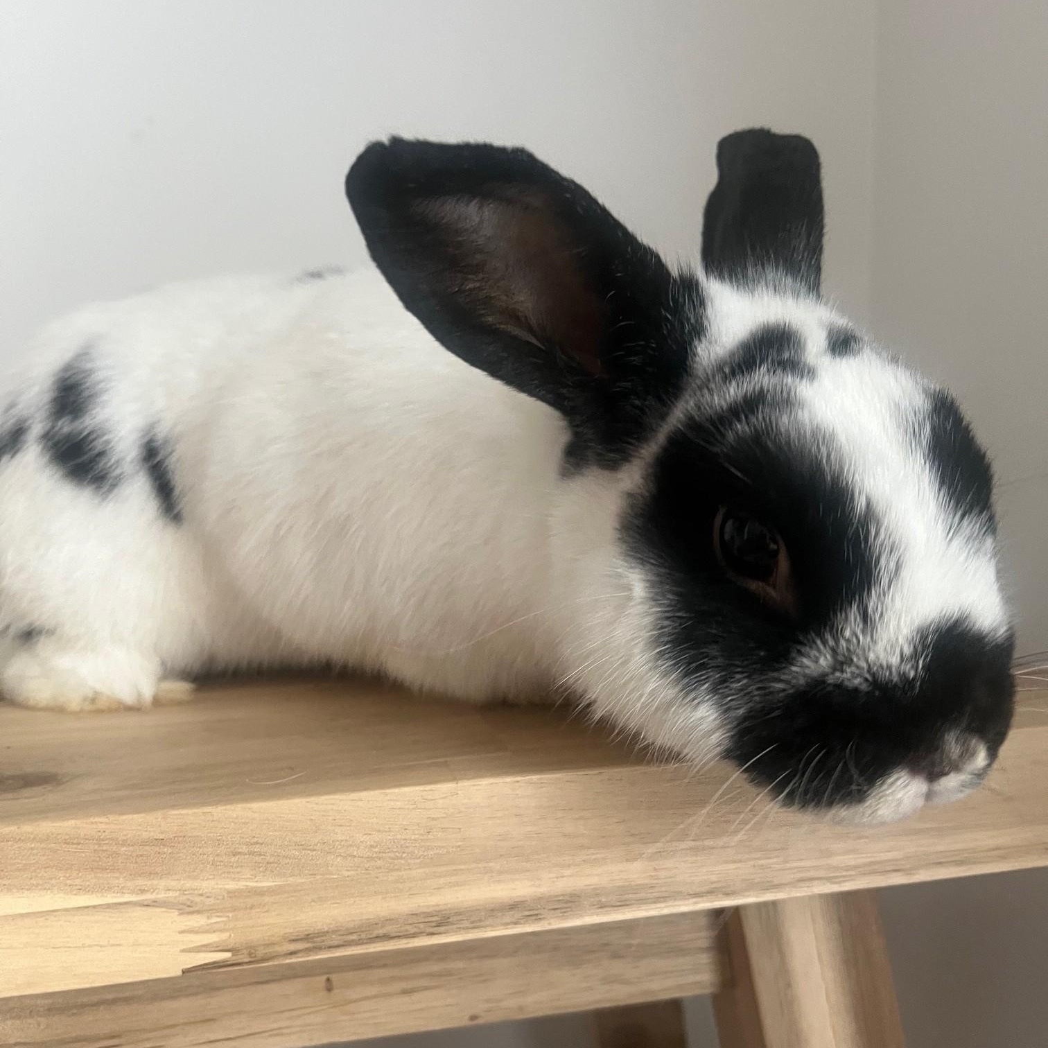 Moose, ADOPTABLE, Adult Male English Spot.