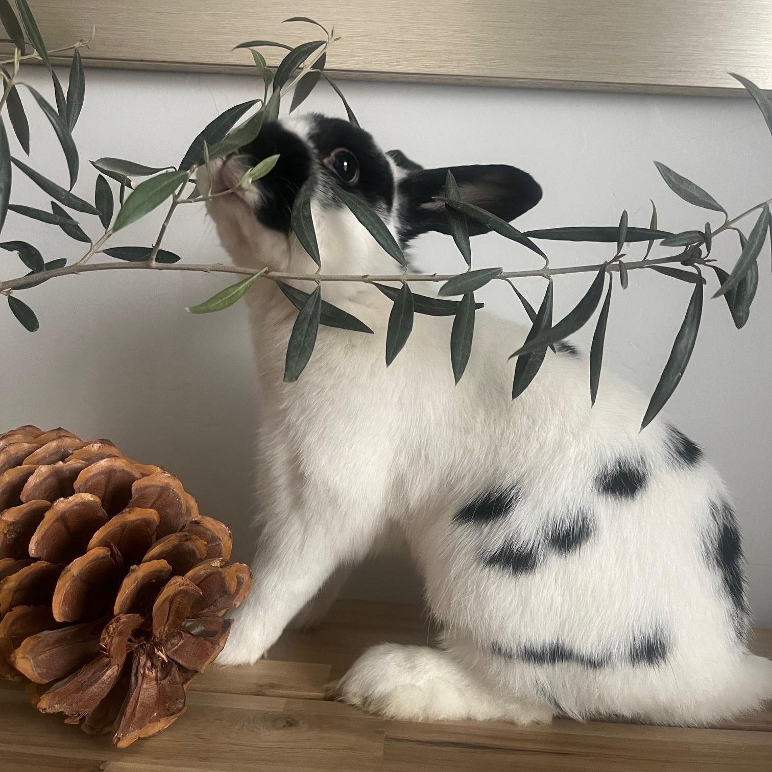 Enlarge Moose, a ADOPTABLE English Spot in Salt Lake City, UT image 2/5