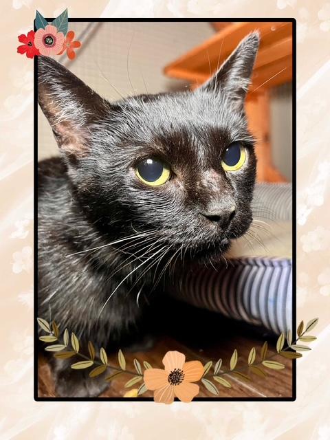 Enlarge River, a ADOPTABLE mixed breed in Joelton, TN image 2/3