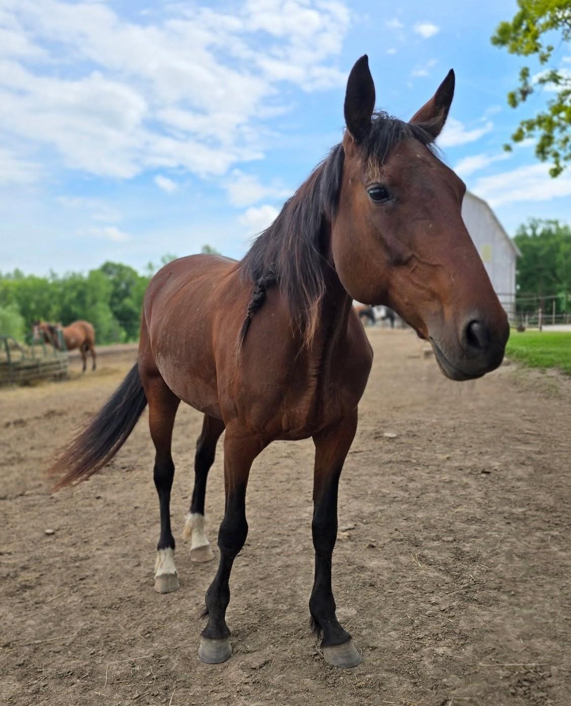 Lilo, ADOPTABLE, Adult Female Standardbred.