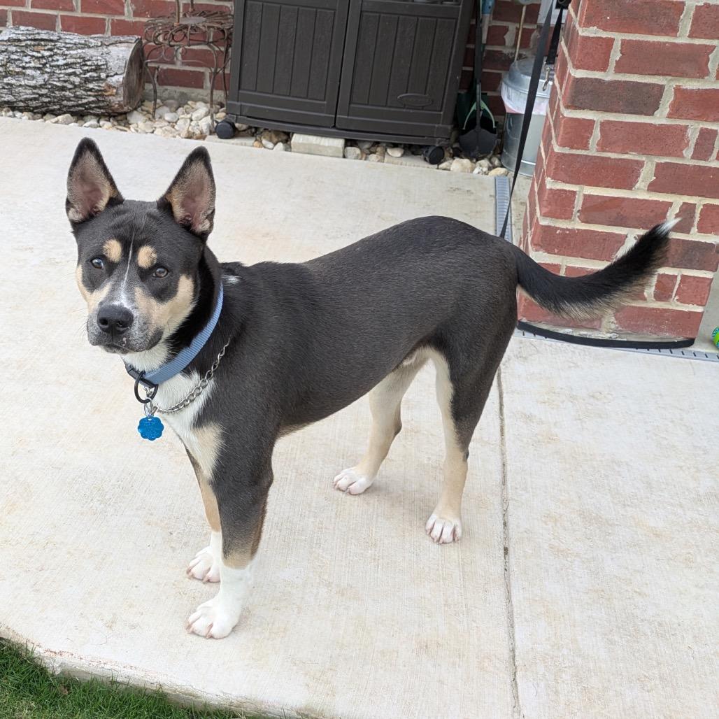 Buster Jones, Adoptable, Young Male English Bulldog & Husky.