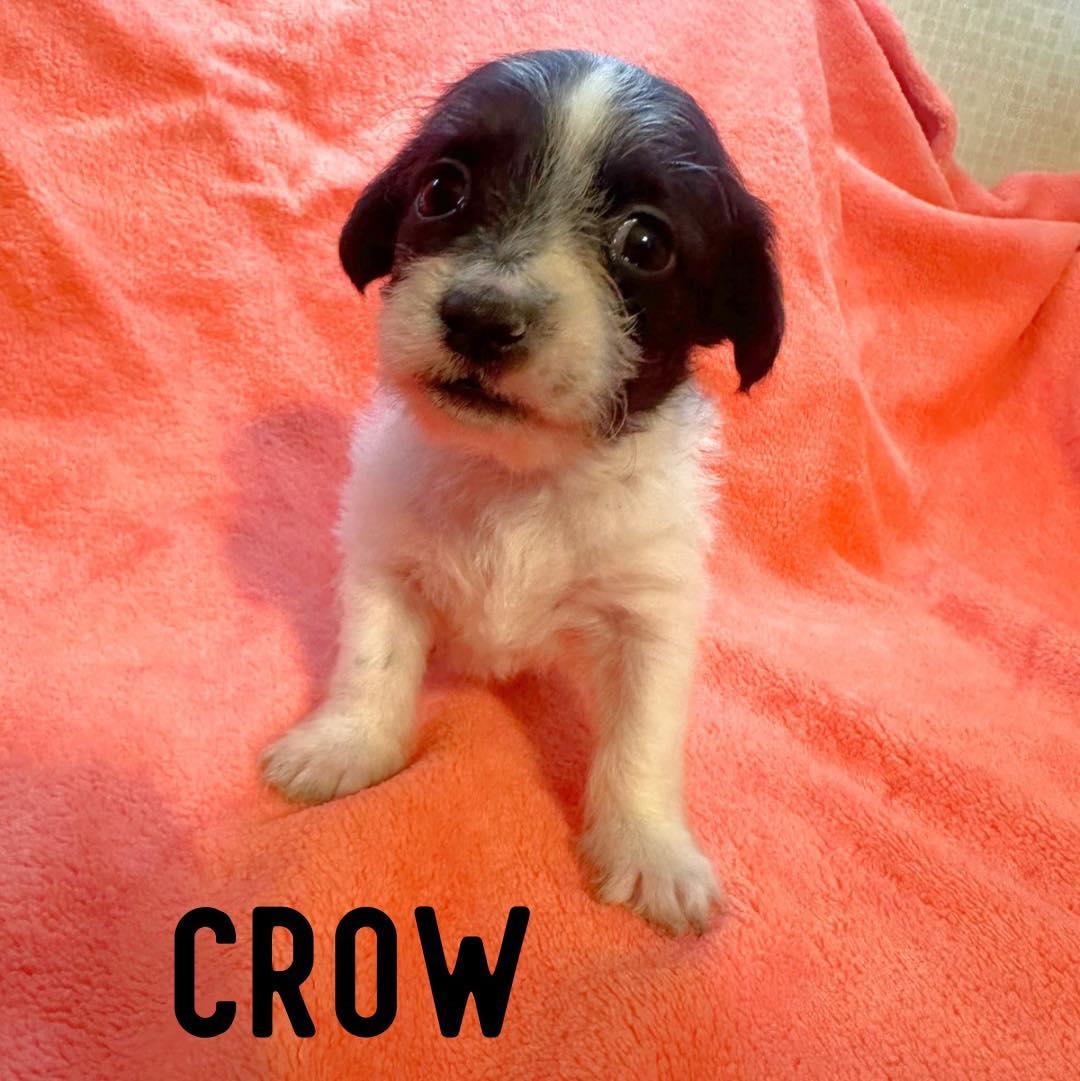 Crow, Adoptable, Puppy Male Shih Tzu.