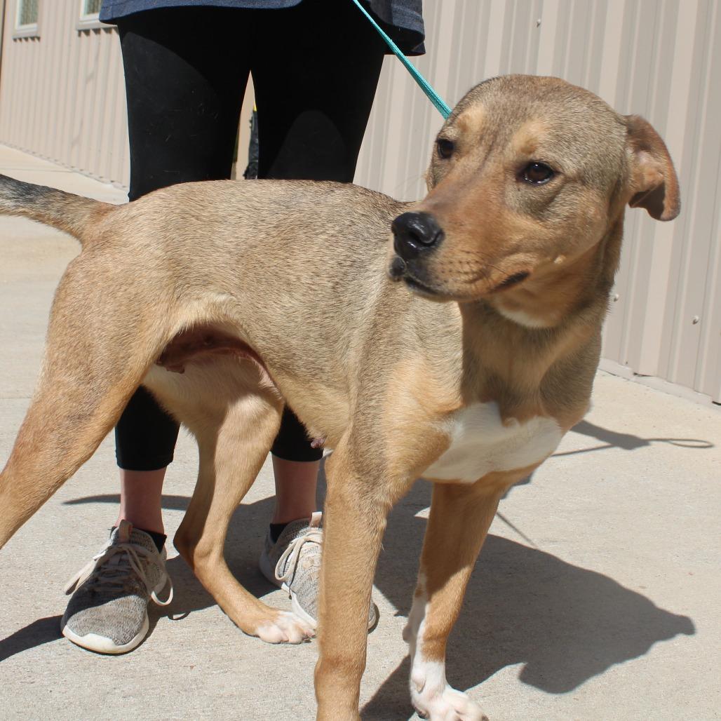 Enlarge Indygo, a Adoptable mixed breed in Cleveland, MS image 1/6