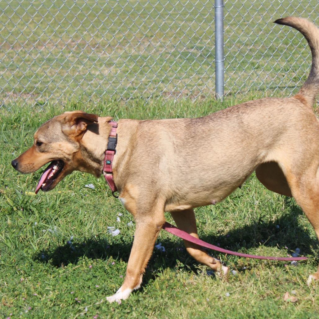 Enlarge Indygo, a Adoptable mixed breed in Cleveland, MS image 2/6