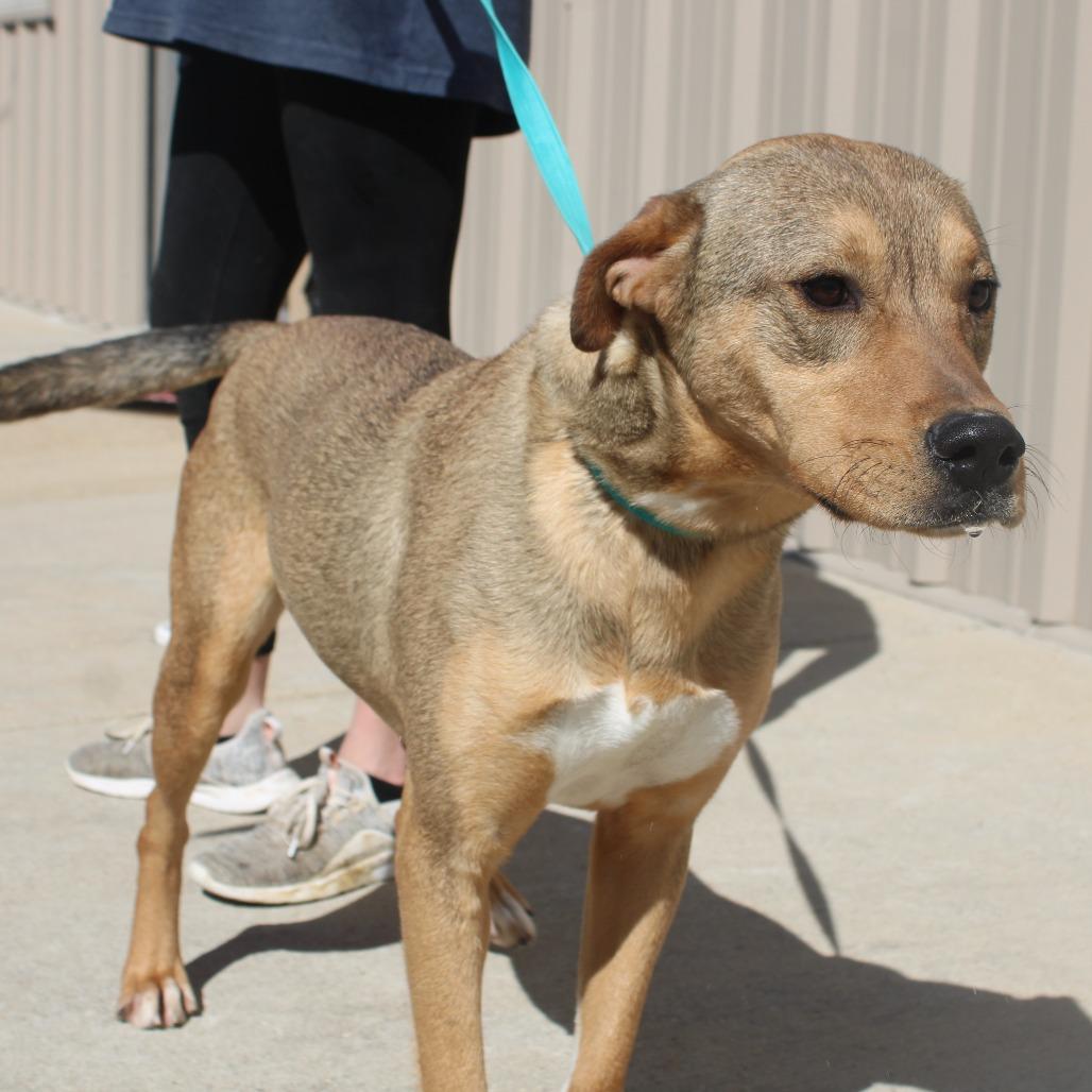 Enlarge Indygo, a Adoptable mixed breed in Cleveland, MS image 3/6