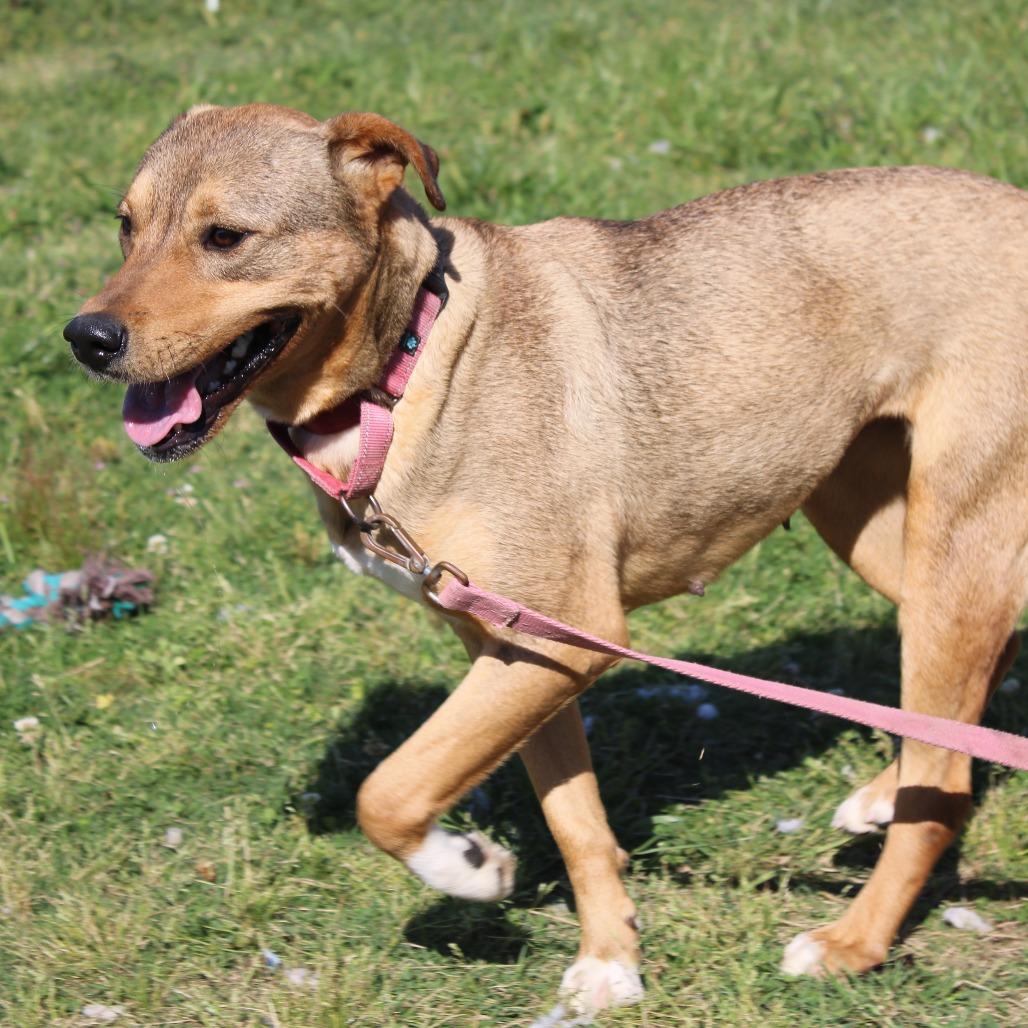 Enlarge Indygo, a Adoptable mixed breed in Cleveland, MS image 4/6