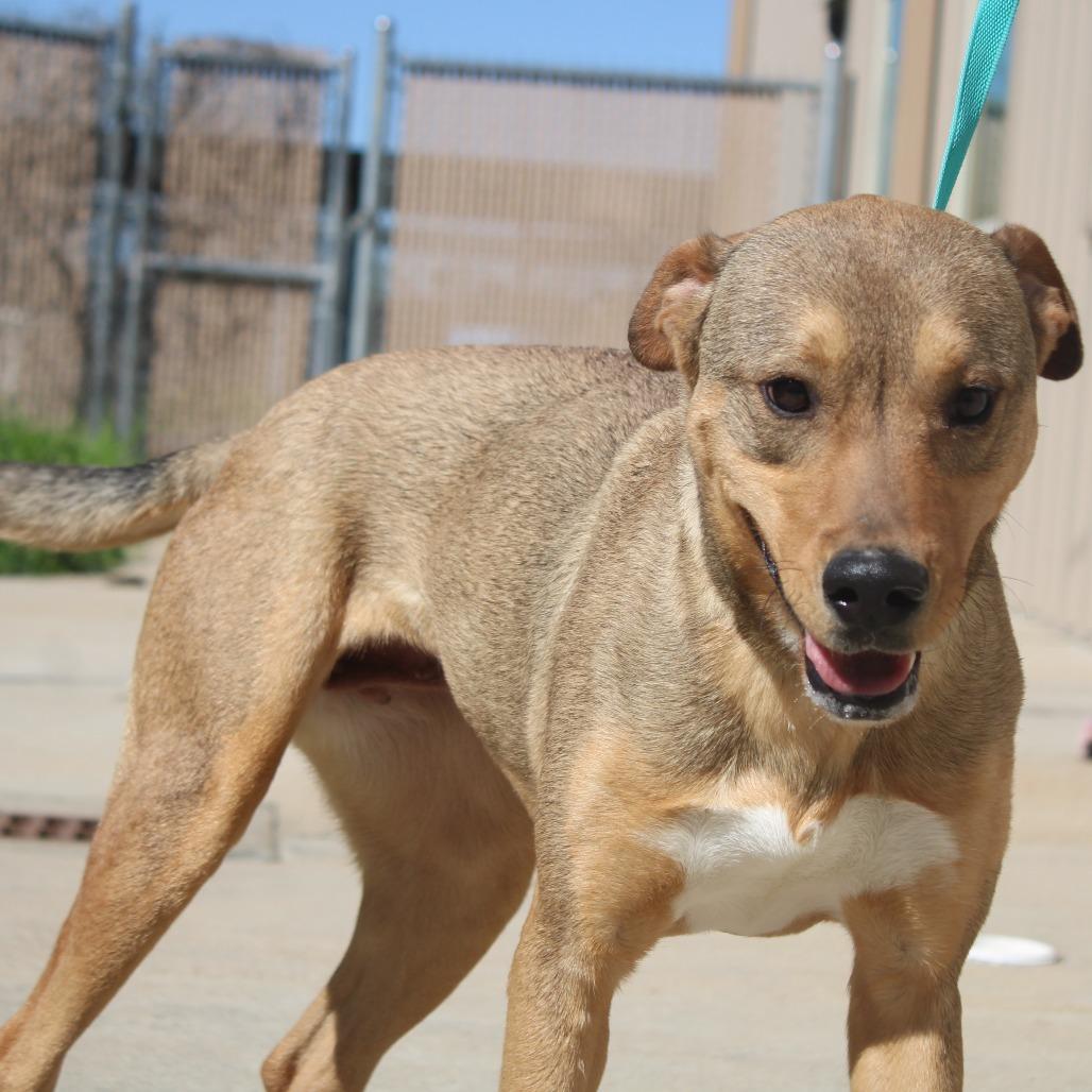 Enlarge Indygo, a Adoptable mixed breed in Cleveland, MS image 5/6