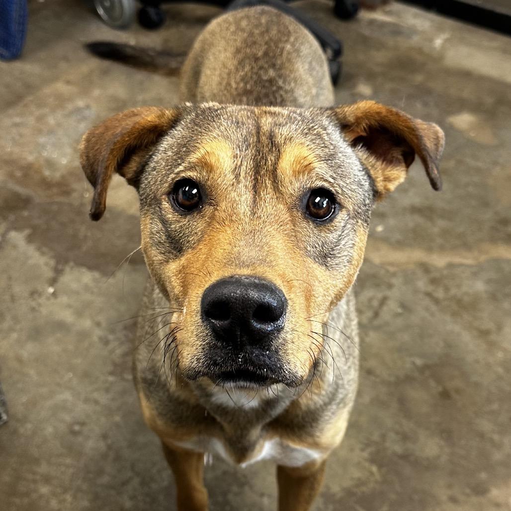 Enlarge Indygo, a Adoptable mixed breed in Cleveland, MS image 6/6