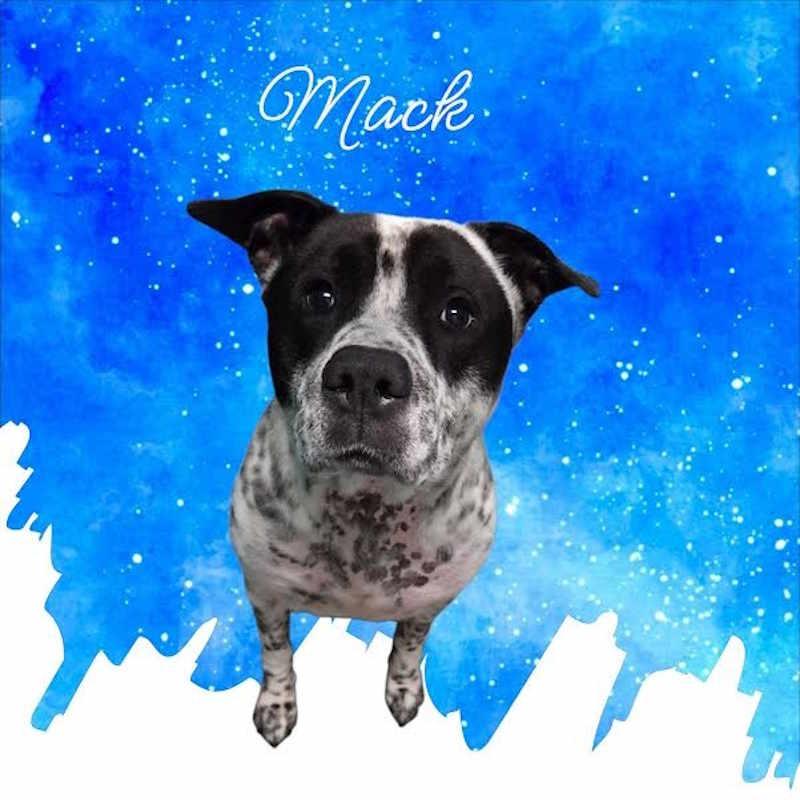 Enlarge Mack, a Adoptable mixed breed in York, NE image 1/1