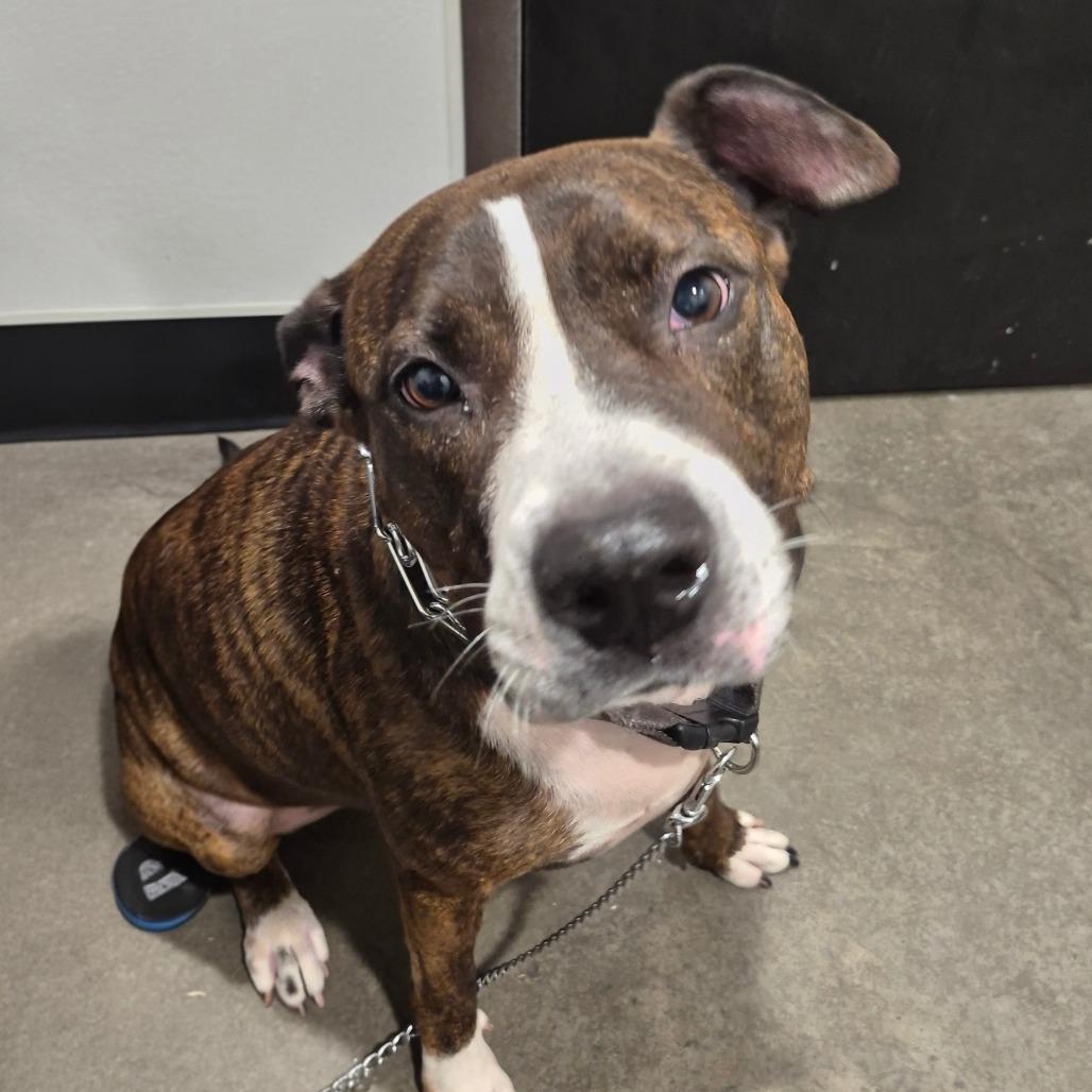 Luna, Adoptable, Adult Female Terrier & Terrier.