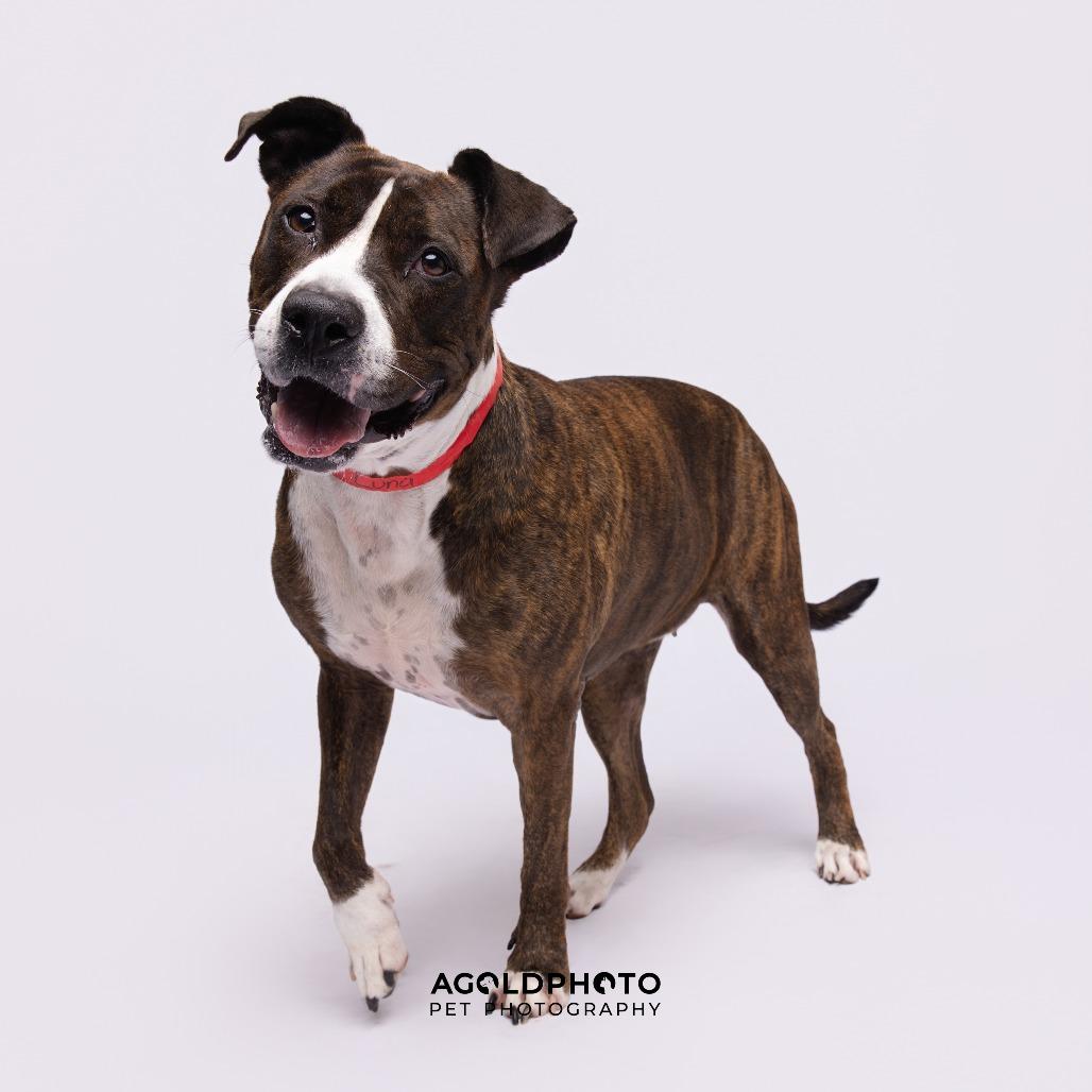 Enlarge Luna, a Adoptable mixed breed in Tampa, FL image 2/3