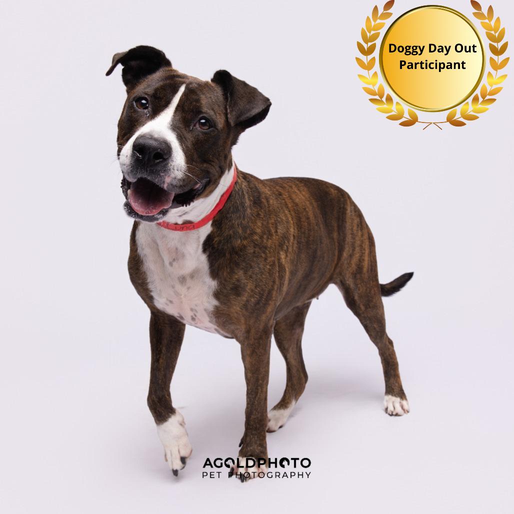Enlarge Luna, a Adoptable mixed breed in Tampa, FL image 3/3