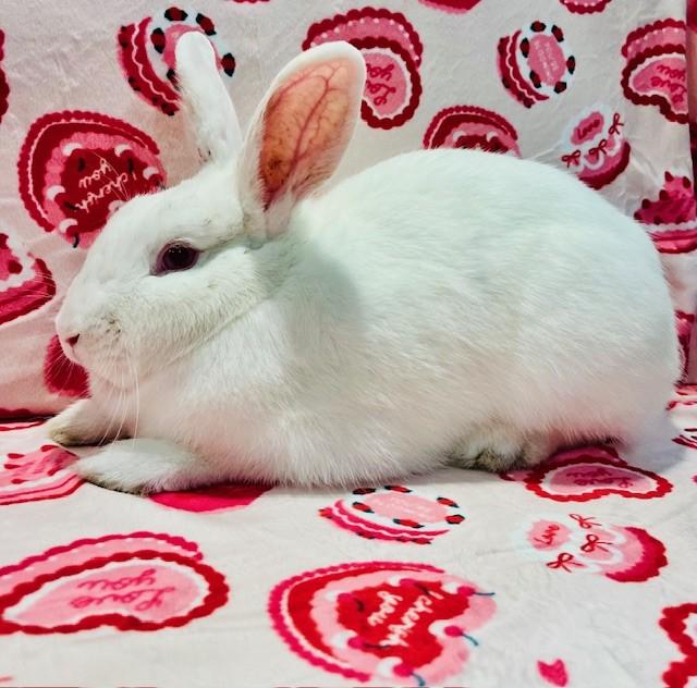 Enlarge Garnet, a ADOPTABLE Florida White in Salt Lake City, UT image 4/4