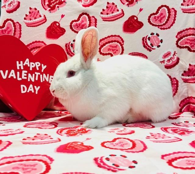 Enlarge Garnet, a ADOPTABLE Florida White in Salt Lake City, UT image 2/4