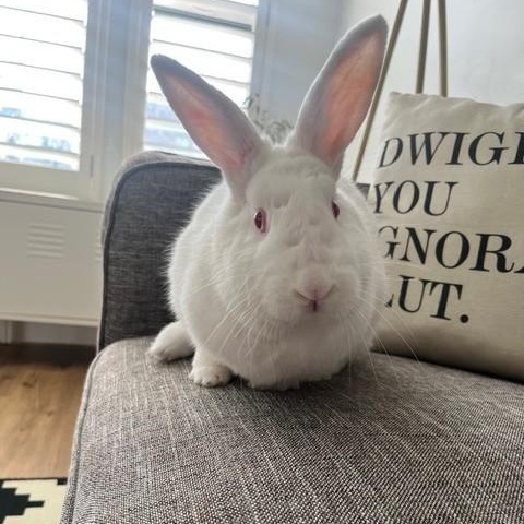 Enlarge Garnet, a ADOPTABLE Florida White in Salt Lake City, UT image 4/5