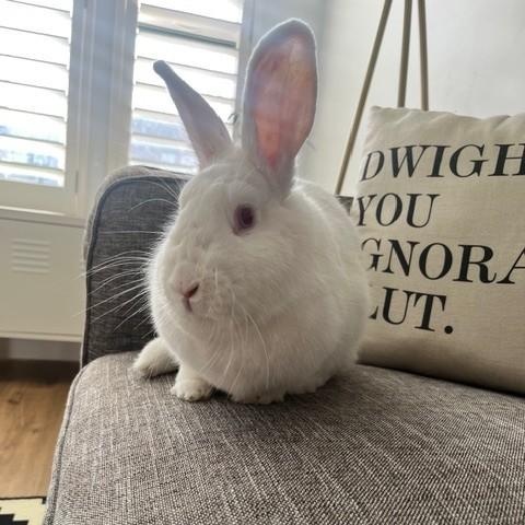 Enlarge Garnet, a ADOPTABLE Florida White in Salt Lake City, UT image 5/5