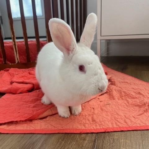 Garnet, ADOPTABLE, Adult Female Florida White.