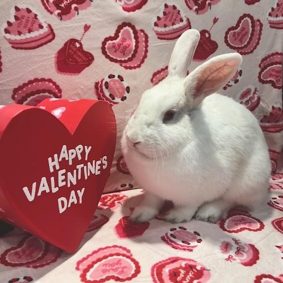 Enlarge Garnet, a ADOPTABLE Florida White in Salt Lake City, UT image 3/5