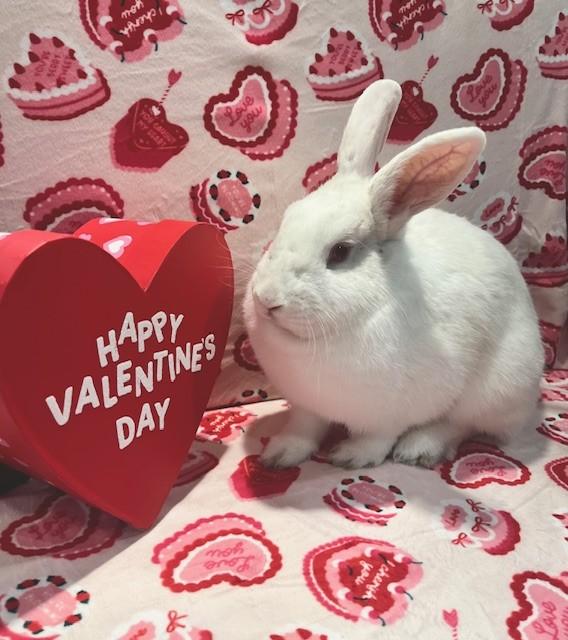 Enlarge Garnet, a ADOPTABLE Florida White in Salt Lake City, UT image 3/4